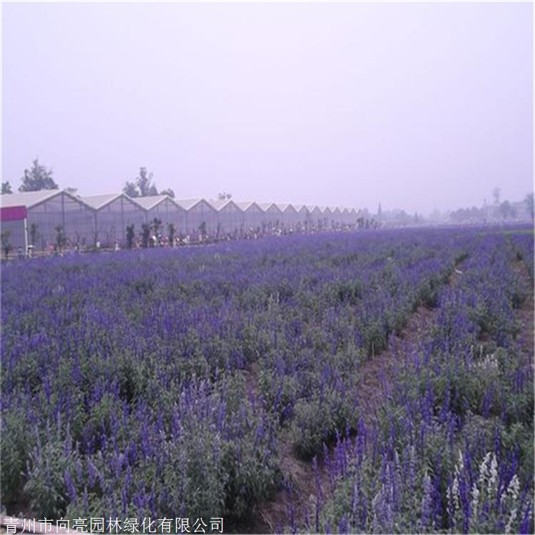 花苗供应 柳叶马鞭草苗 工程用苗 清热解毒活血散瘀