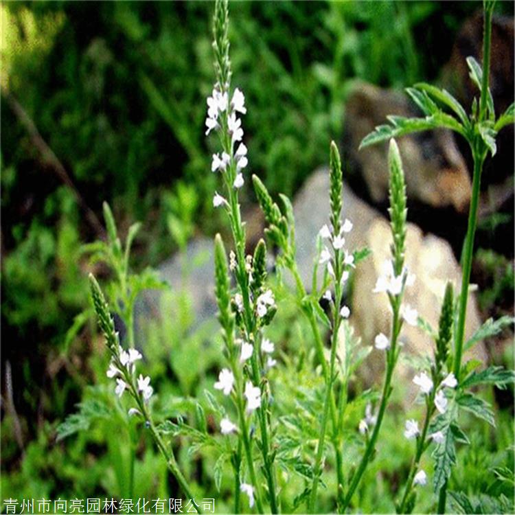 柳叶马鞭草批发 向亮园林 营养杯苗 草花种植基地