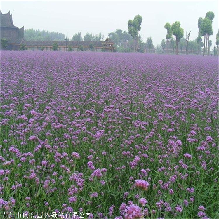 花苗供应 柳叶马鞭草苗 工程用苗 清热解毒活血散瘀