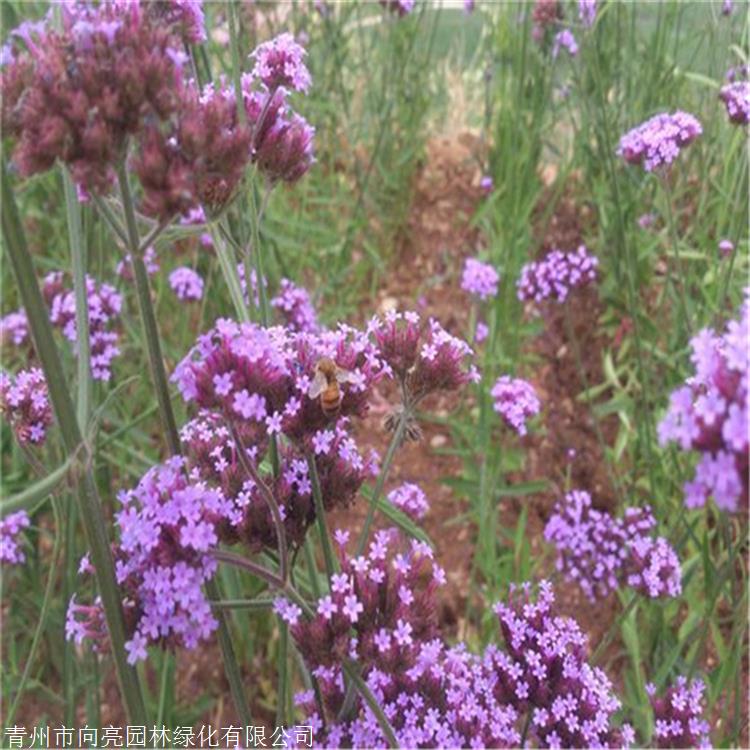 柳叶马鞭草种子 向亮园林 工程用苗 优质草花品种