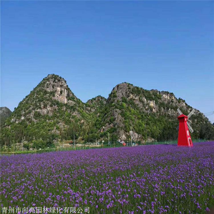 柳叶马鞭草批发 向亮园林 营养杯苗 草花种植基地