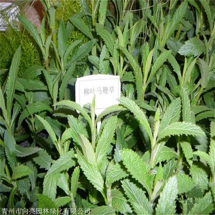 柳叶马鞭草批发 向亮园林 营养杯苗 草花种植基地