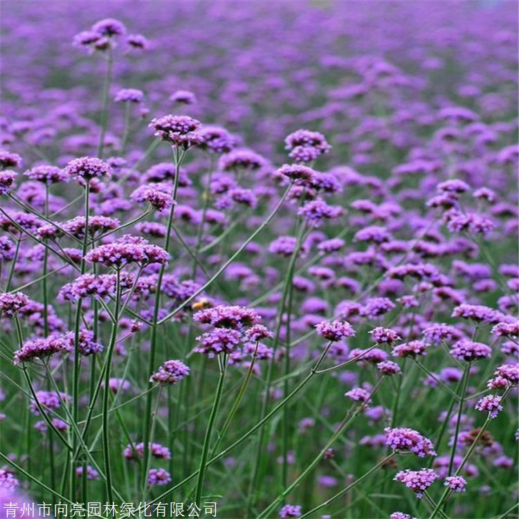 柳叶马鞭草批发 向亮园林 马鞭草价格 清热解毒活血散瘀