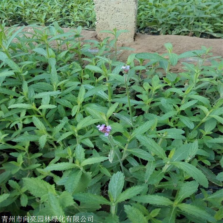 柳叶马鞭草种子 向亮园林 工程用苗 优质草花品种