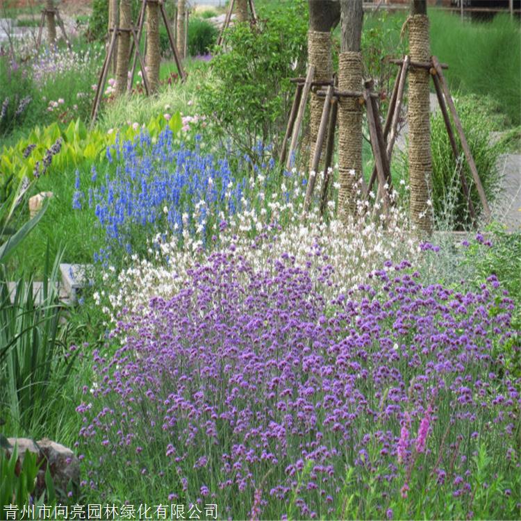 柳叶马鞭草批发 向亮园林 营养杯苗 草花种植基地