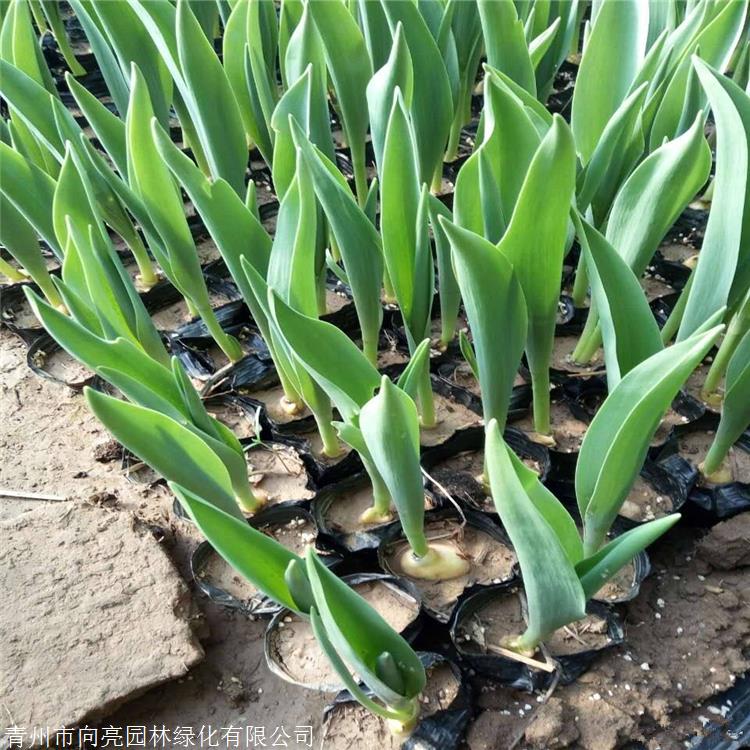 郁金香价格多年生草本植物草花工程用苗