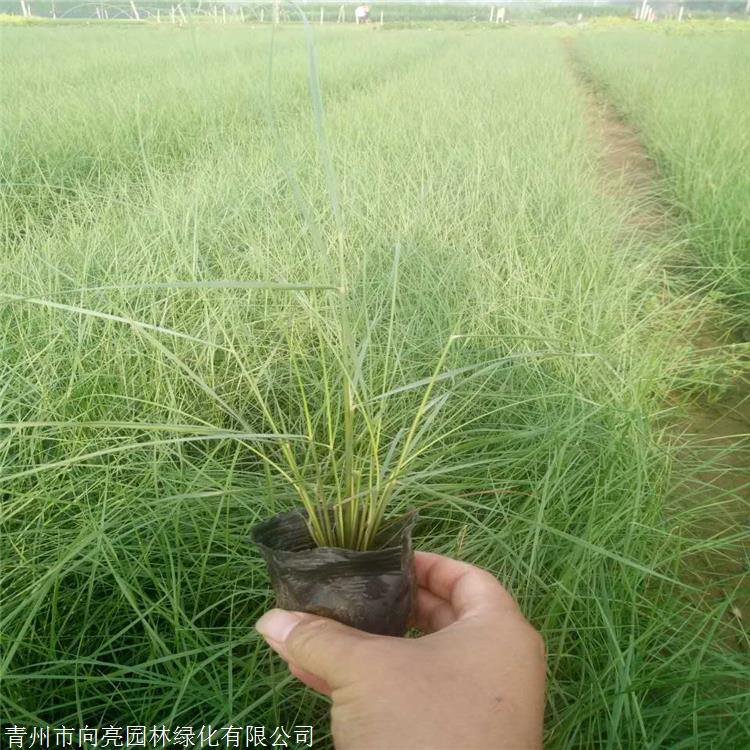 观赏草品种 粉黛乱子草杯苗 用于庭院空间 用于自然生态型景观