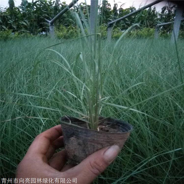 观赏草品种 粉黛乱子草苗 多年生景观植物 用于自然生态型景观