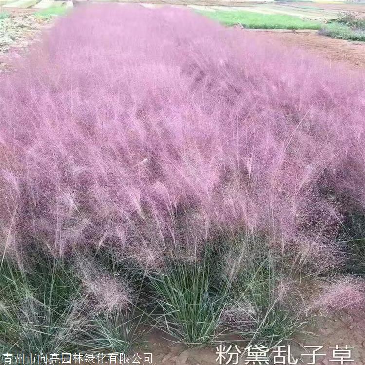 观赏草品种 粉黛乱子草苗 多年生景观植物 用于自然生态型景观