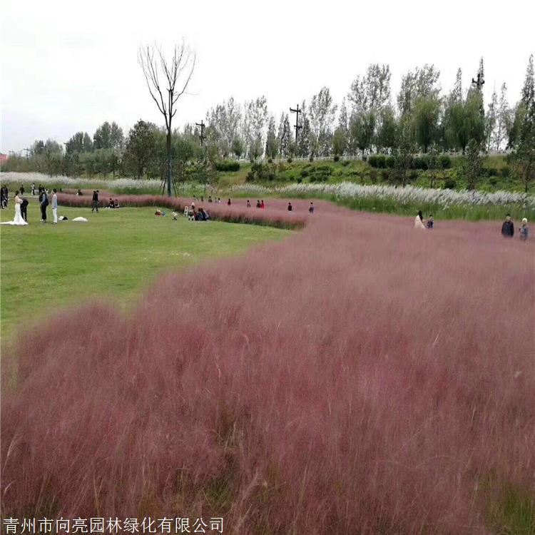 观赏草品种 粉黛乱子草苗 多年生景观植物 用于自然生态型景观