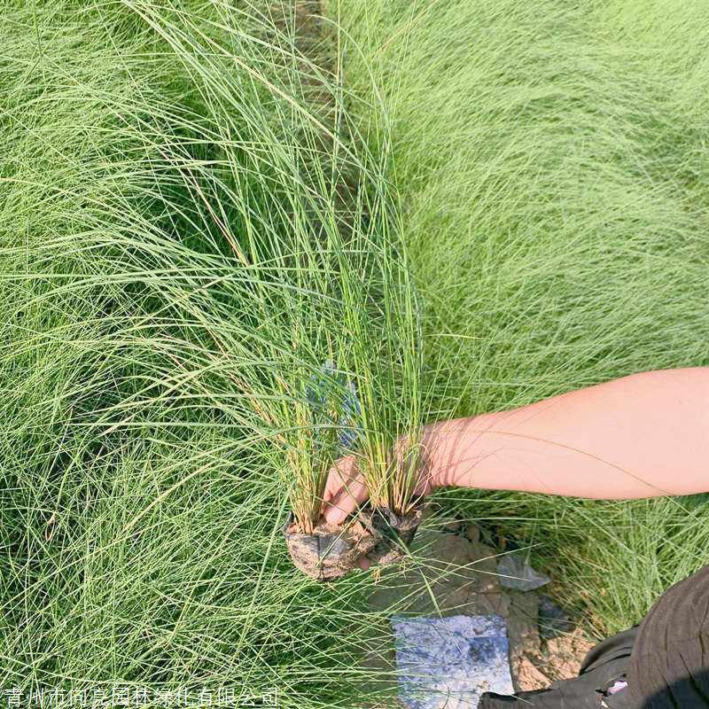 观赏草品种 粉黛乱子草苗 多年生景观植物 用于自然生态型景观