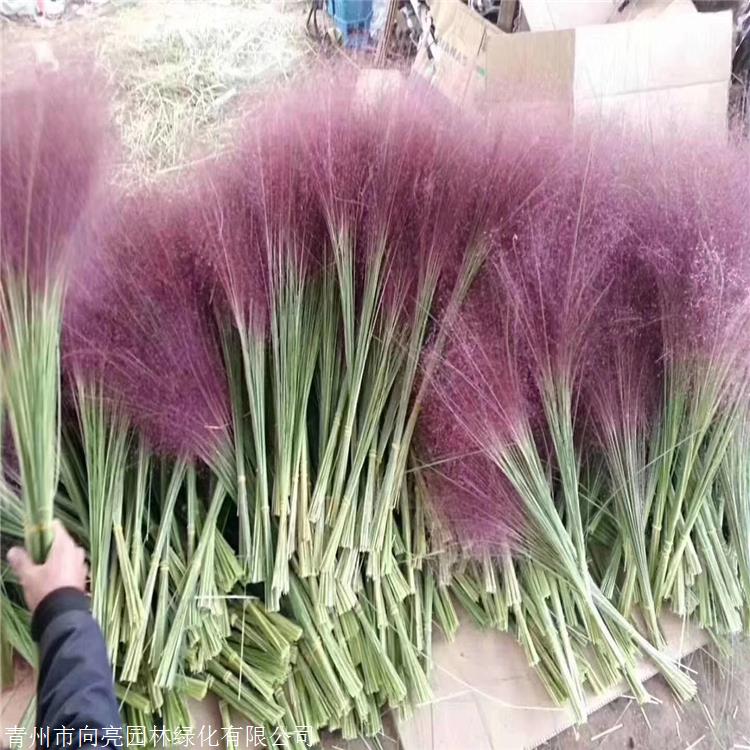 观赏草品种 粉黛乱子草杯苗 用于庭院空间 用于自然生态型景观