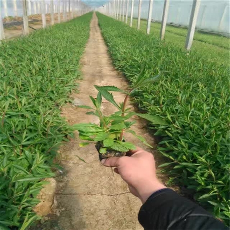 花苗供应 柳叶马鞭草 马鞭草小苗 量大从优