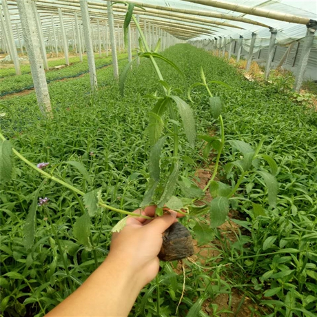 花苗供应 柳叶马鞭草苗 马鞭草穴盘苗 草花种植基地