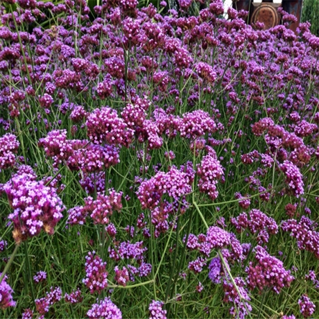 柳叶马鞭草种子 向亮园林 草花小苗批发 量大从优