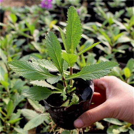 柳叶马鞭草苗 向亮园林 马鞭草价格 品种纯正