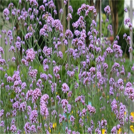 柳叶马鞭草批发 向亮园林 马鞭草幼苗 耐旱能力强