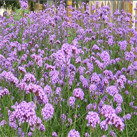 花苗供应 柳叶马鞭草苗 工程用苗 清热解毒活血散瘀