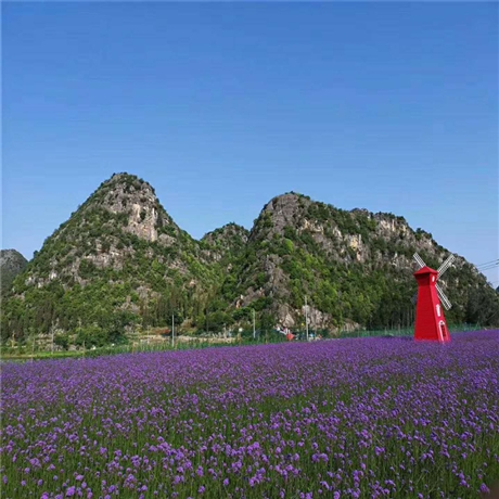 柳叶马鞭草 向亮园林 马鞭草价格 量大从优