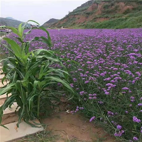 柳叶马鞭草批发 向亮园林 马鞭草价格 清热解毒活血散瘀