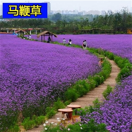 柳叶马鞭草种子 向亮园林 马鞭草小苗 品种纯正