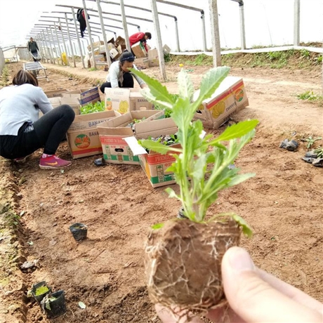花苗供应 柳叶马鞭草苗 营养杯苗 优质草花品种