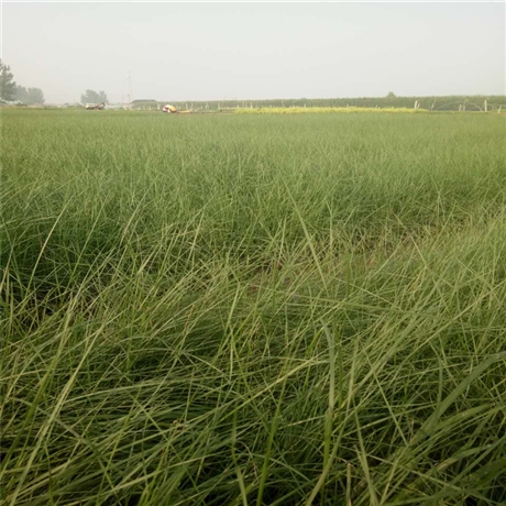 热销产品 粉黛乱子草苗 乱子草批发 用于组团种植