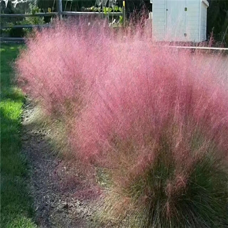 热销产品 粉黛乱子草价格 夏季为主要生长季 用于自然生态型景观