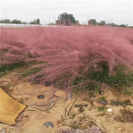 热销产品 粉黛乱子草苗 适合大片种植 用于自然生态型景观