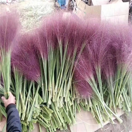 热销产品 粉黛乱子草苗 乱子草批发 用于自然生态型景观