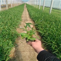 花苗供应 柳叶马鞭草 马鞭草小苗 量大从优