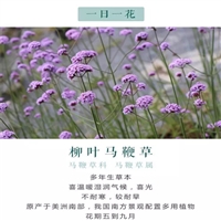 花苗供应 柳叶马鞭草 马鞭草小苗 耐旱能力强