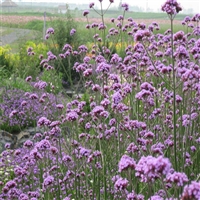 花海用苗 柳叶马鞭草 马鞭草小苗 品种纯正
