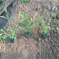 花苗供应 柳叶马鞭草 草花小苗批发 可全草入药