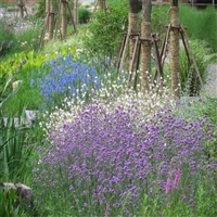 花苗供应 柳叶马鞭草 马鞭草盆苗 耐旱能力强