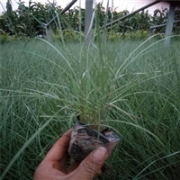 观赏草品种 粉黛乱子草苗 远看如红色云雾 用于花境小品中