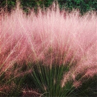 热销产品 粉黛乱子草杯苗 多年生景观植物 观赏效果好