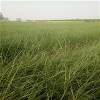 热销产品 粉黛乱子草苗 乱子草批发 用于组团种植