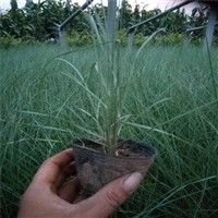 热销产品 粉黛乱子草杯苗 远看如红色云雾 用于花境小品中