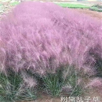 热销产品 粉黛乱子草价格 花海用苗量大价优 用于组团种植