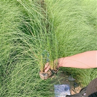 热销产品 粉黛乱子草苗 原产于北美大草原 用于组团种植