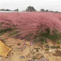 热销产品 粉黛乱子草苗 适合大片种植 用于自然生态型景观