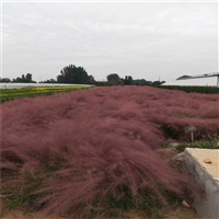观赏草品种 粉黛乱子草苗 多年生暖季型草本 用于自然生态型景观