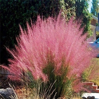 热销产品 粉黛乱子草苗 原产于北美大草原 观赏效果好