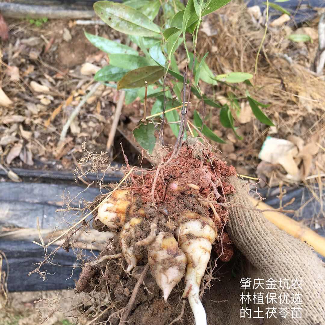 广东土茯苓种植基地图片