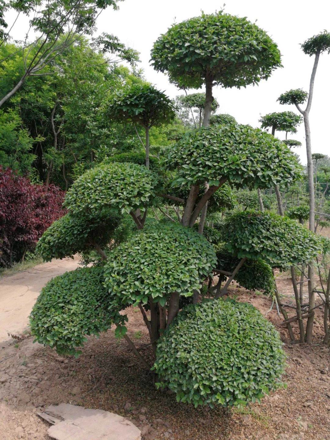 小叶女贞造型树种植基地