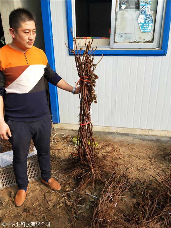 甜蜜藍(lán)寶石葡萄苗怎樣管理 1公分葡萄樹苗