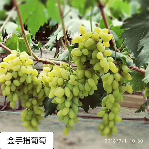 甜蜜藍(lán)寶石葡萄苗怎樣管理 1公分葡萄樹苗