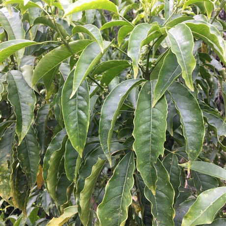 广东三叉苦苗大量现货