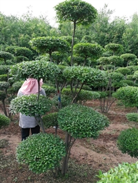 小叶女贞造型树产地直销